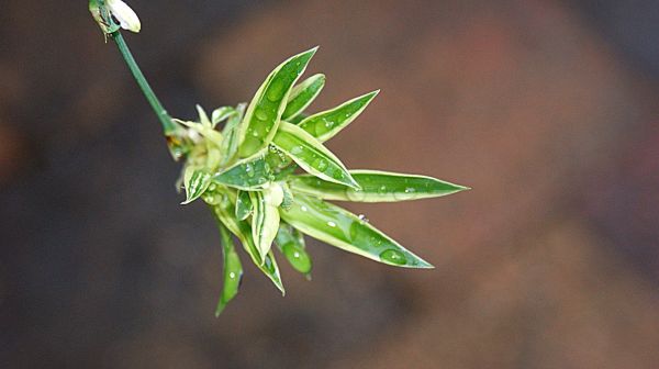 吊兰类植物有哪些品种，常见的吊兰盆栽有哪些