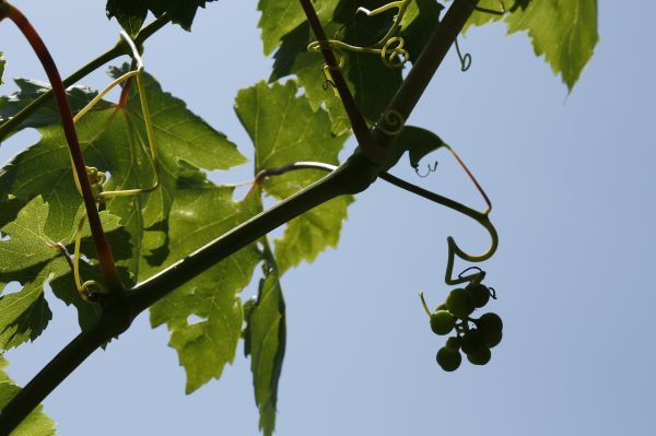 高档的葡萄品种有哪些，最贵的葡萄品种