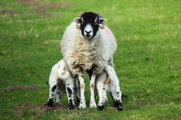 母羊产后要注意哪些，奶羊生小羊应该注意事项